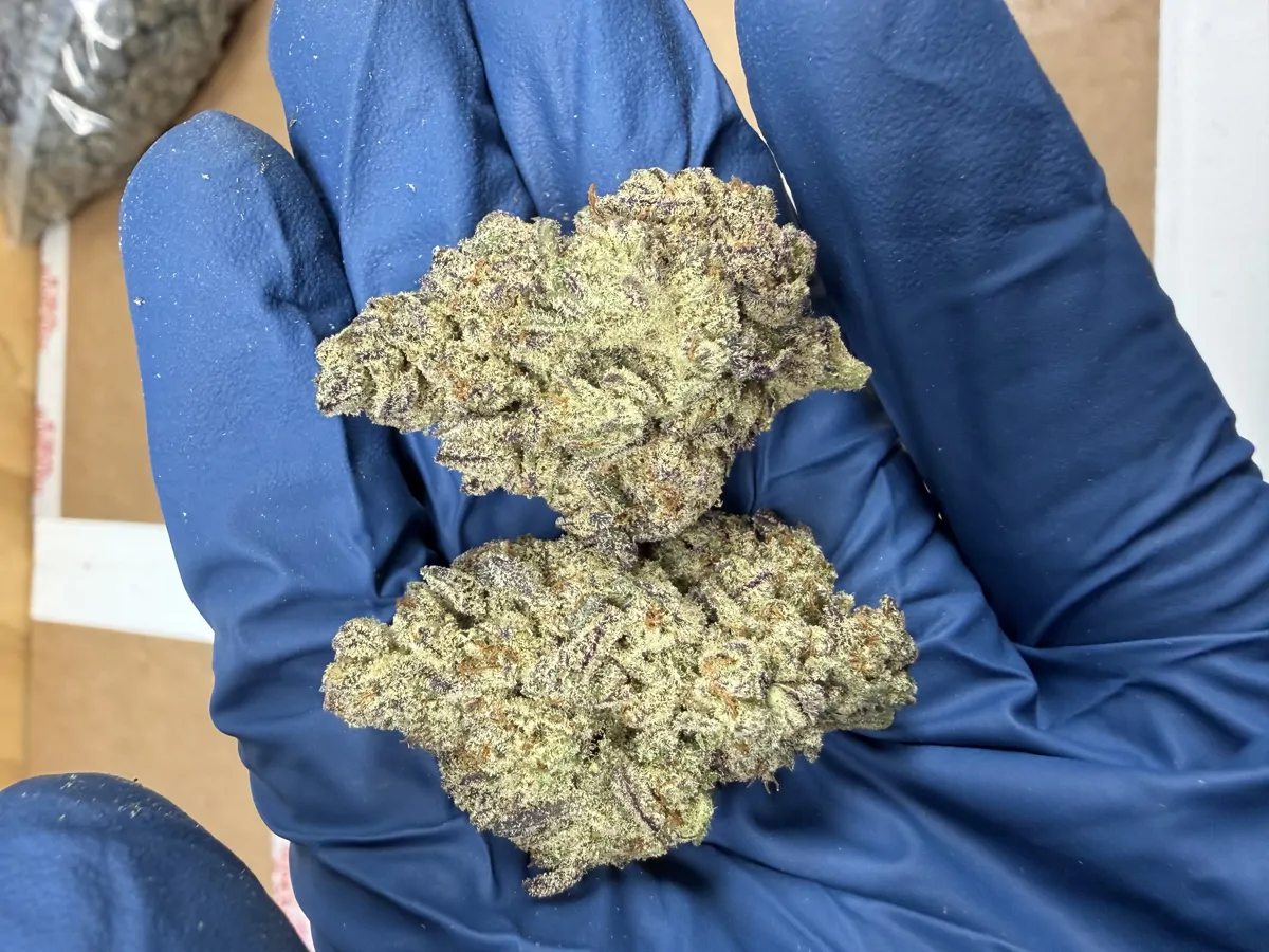 Gelato 45 Packaged Flower